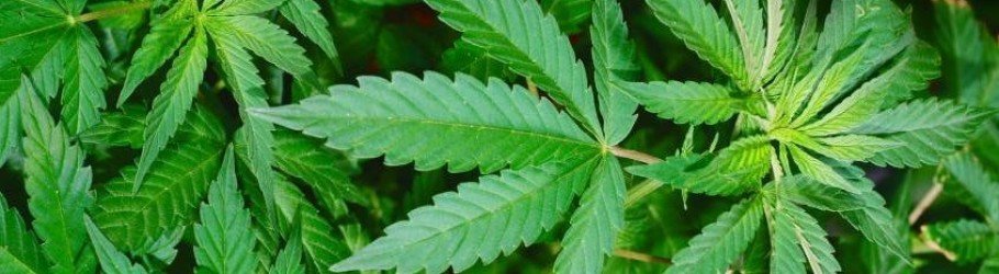 WestCoastCannabisOnline