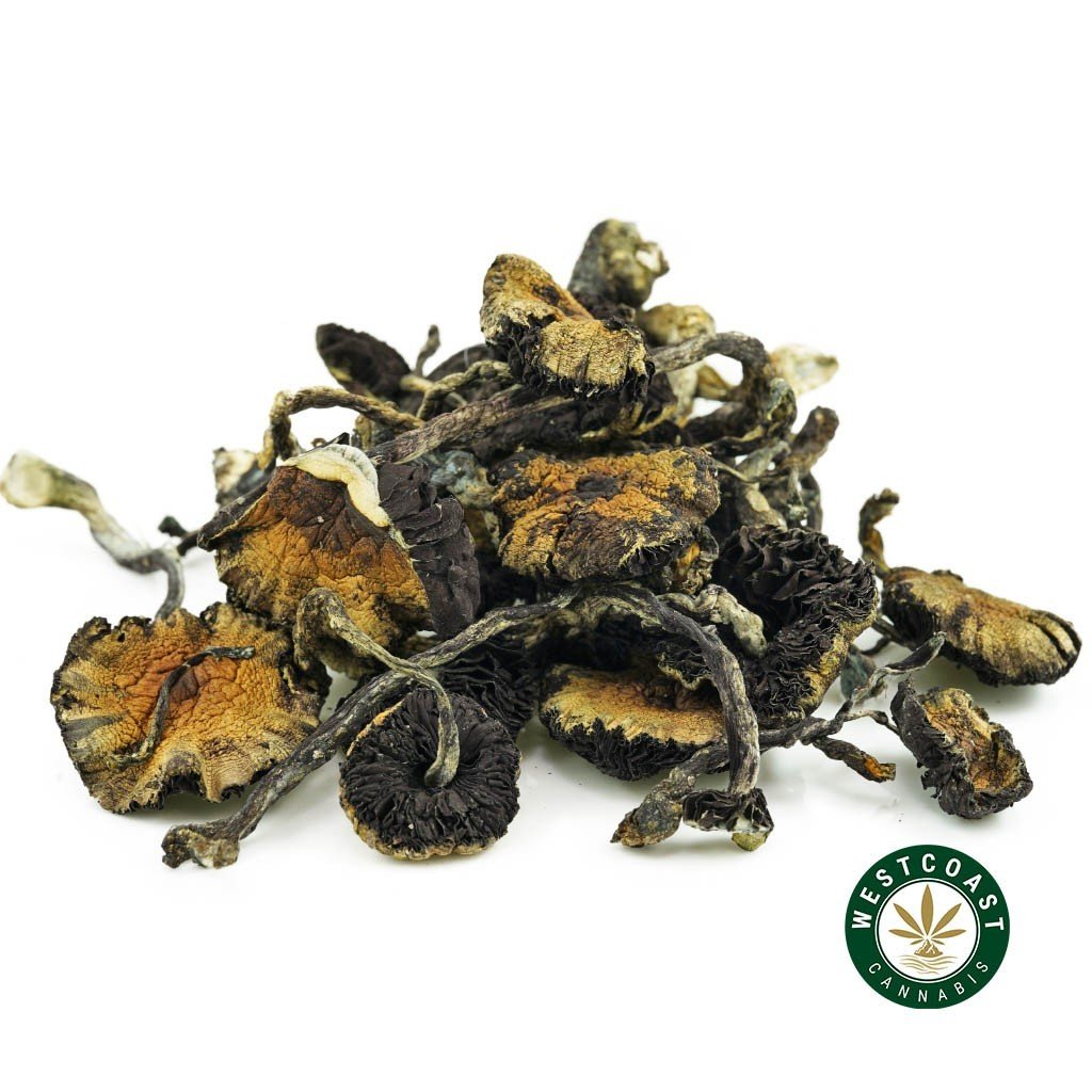 Shrooms – Cambodian
