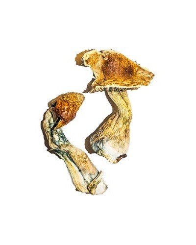B+ Magic Mushrooms (Psilocybin)