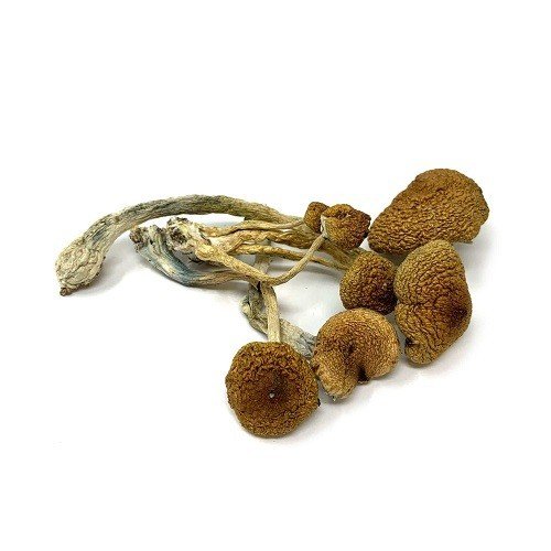Cambodian Cubensis Magic Mushrooms (Psilocybin)