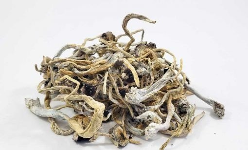 Goldie Magic Mushrooms (Psilocybin)