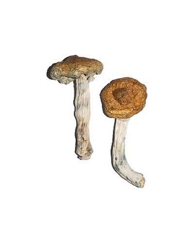 Vietnamese Magic Mushrooms (Psilocybin)
