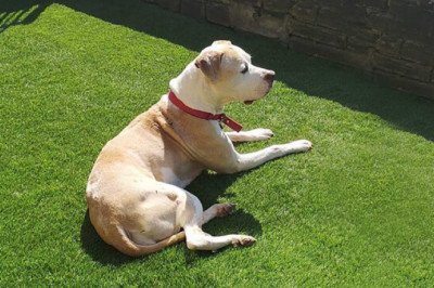 Looking to create a lush, green outdoors? Go for Artificial Grass Kent!