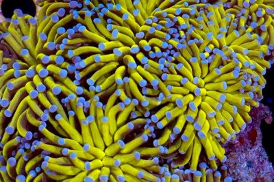 Reef Galleria Aquarium & Cafe