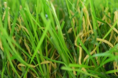 Looking for or a lush, green lawn? Buy Lawn Turf from Artificial Grass GB!