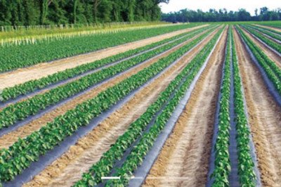 Mulch Film Short Details