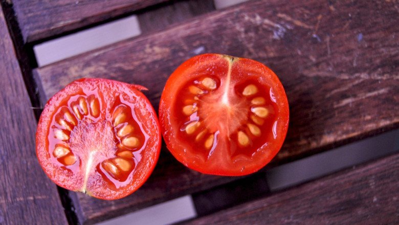 A Dormant Tomato Plant Grows From Tomato Seeds