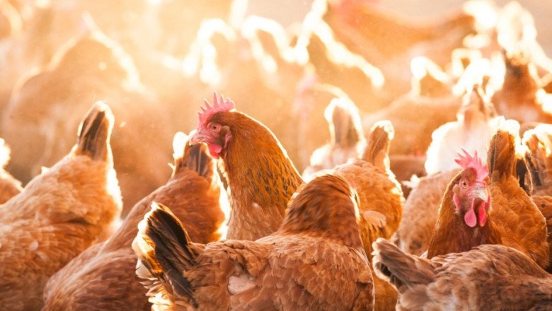 Domesticated Birds Kept By Humans For Their Eggs, Meat, Or Feathers Are Known As Poultry