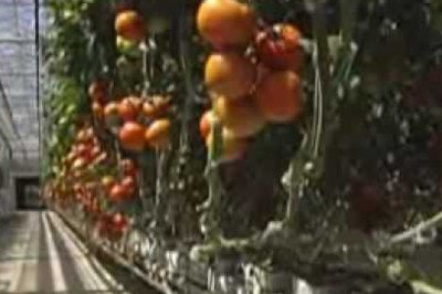 Village Farms Tomato Story-Haley Burks