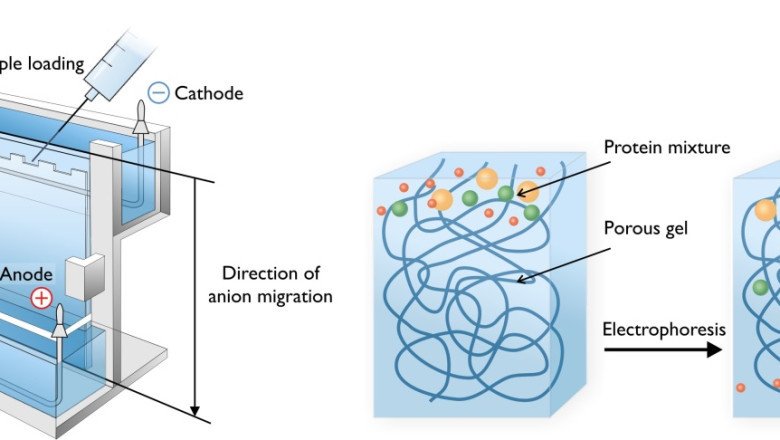 Based On Their Charge And Size, Electrophoresis Separates And Purifies Biological Molecules In A Laboratory