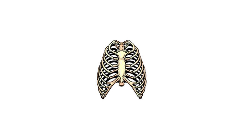 How to Draw A Rib Cage Easily
