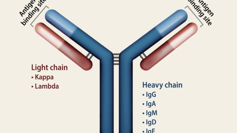 Plasma Cells Produce Immunoglobulin As Glycoprotein Molecules