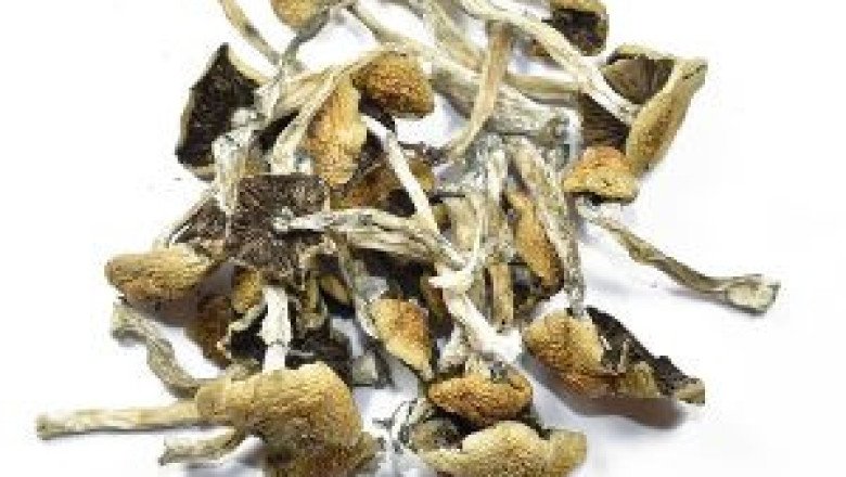 WOLLYGONG MAGIC MUSHROOM