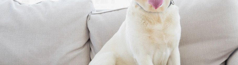 scottsdaleazcarpetcleaner
