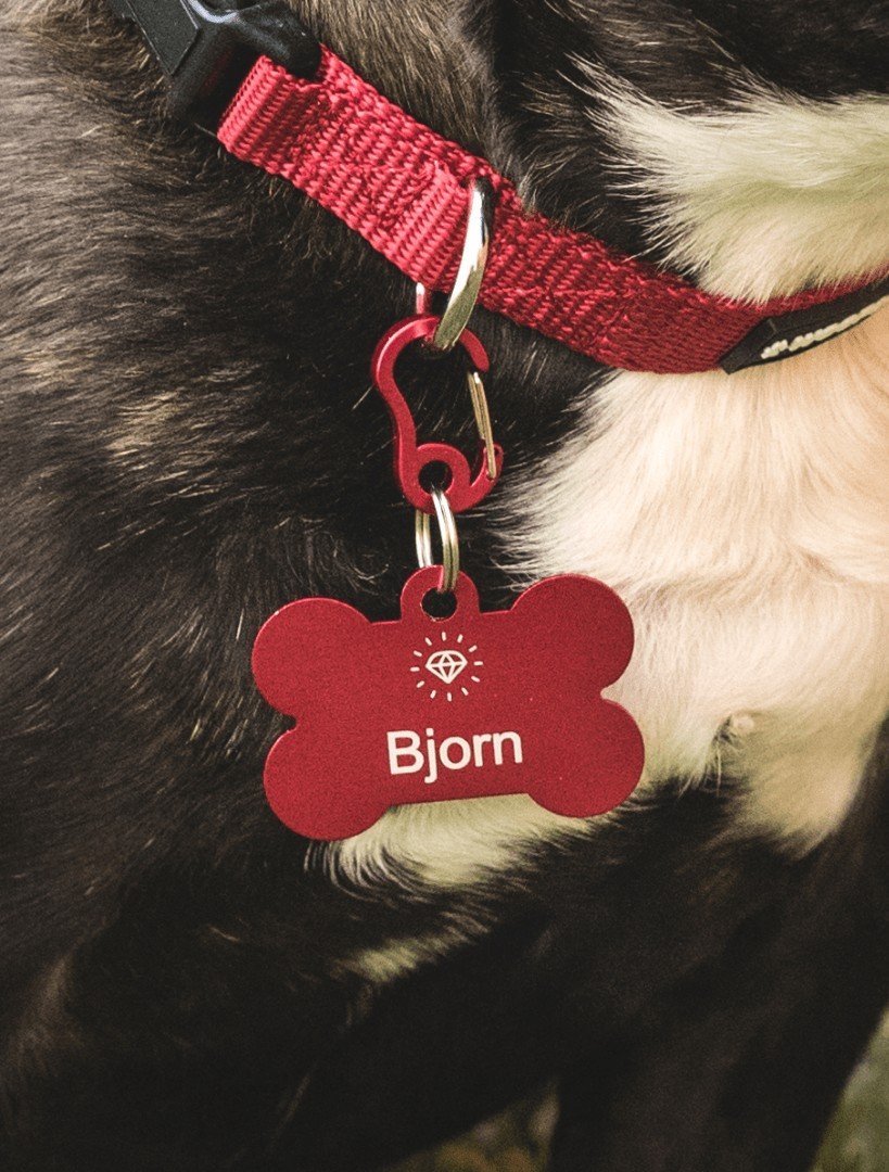 Pet Shop, Pet Supplies and Pet Accessories Online at Pets