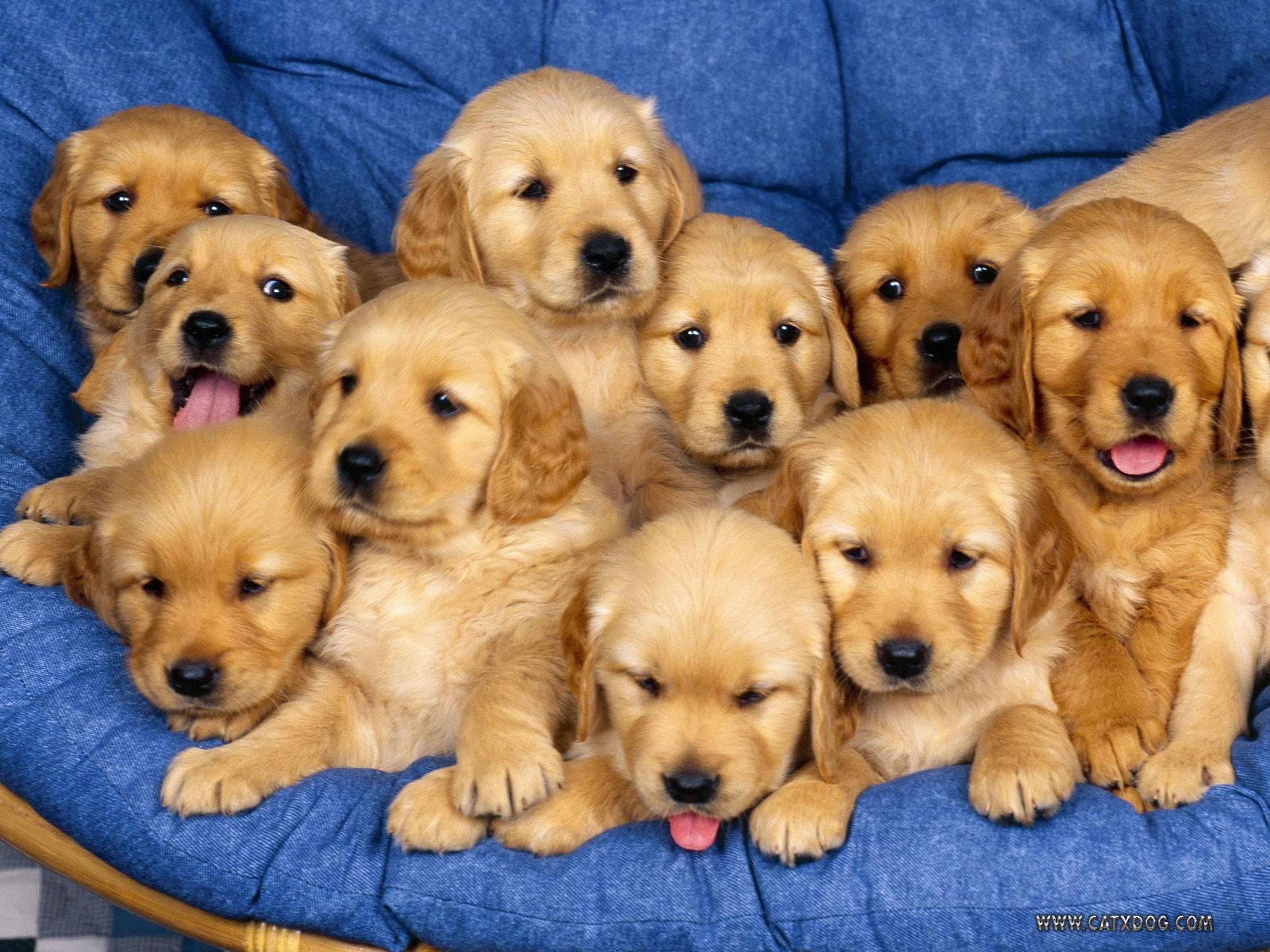 The Ultimate Guide For Training Dog