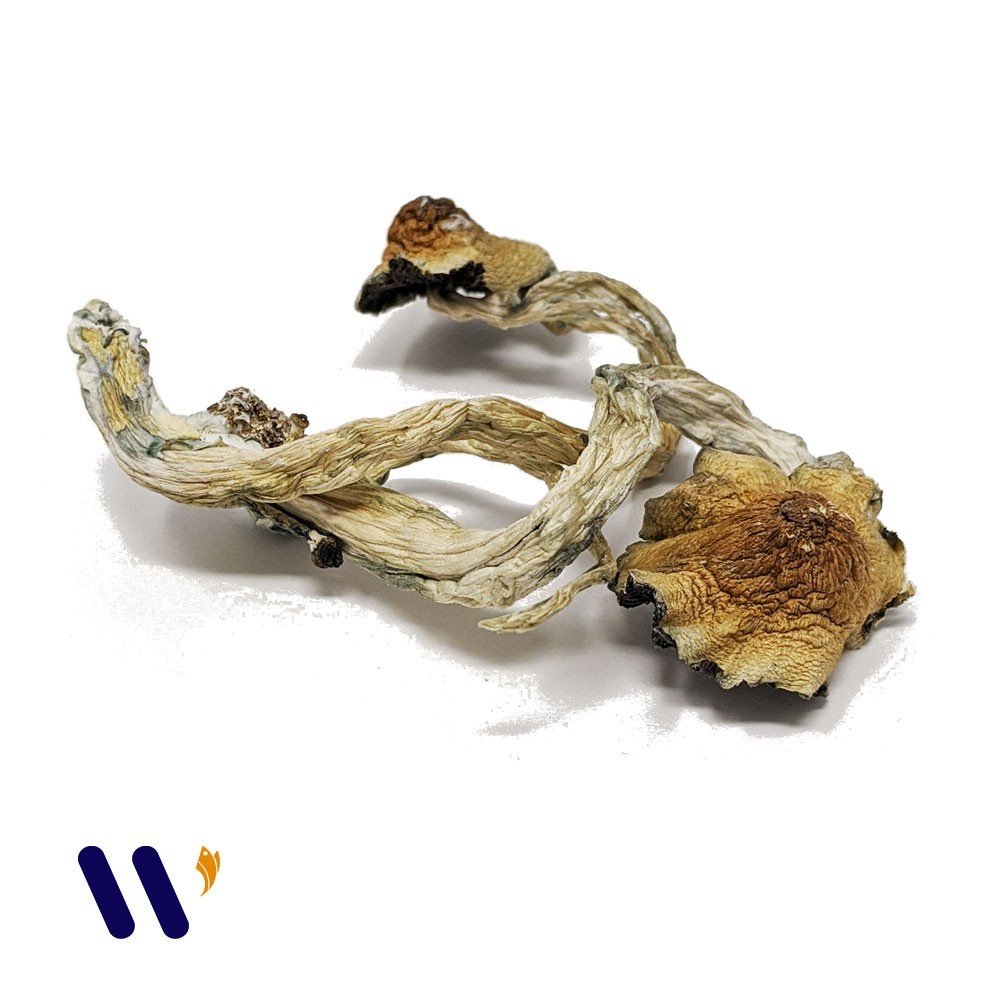 Golden Teacher Magic Mushrooms
