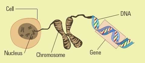 Genes | What is a gene - Javatpoint