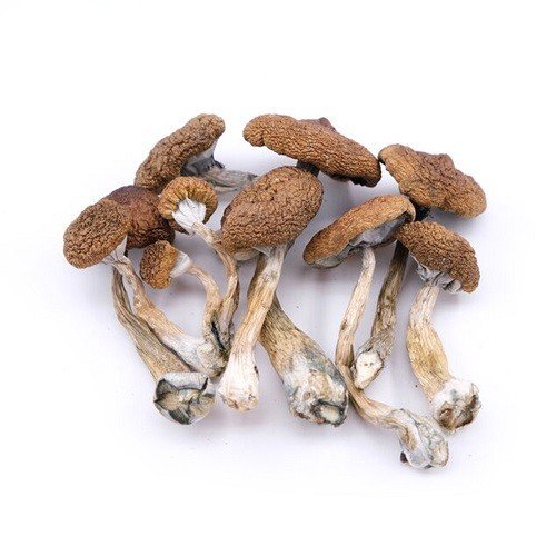 Cambodian Magic Mushroom – Bulk