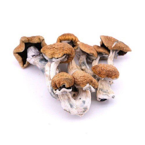 Vietnamese Magic Mushrooms – Bulk