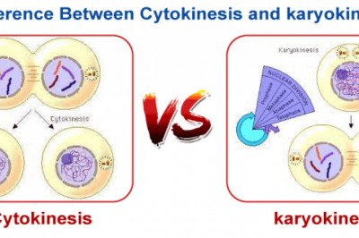 Difference between Cytokinesis and Karyokinesis - javatpoint