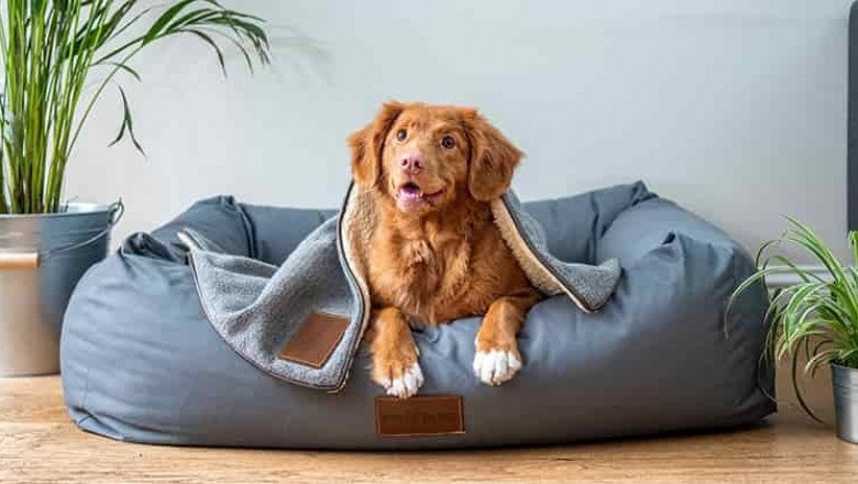 How To Choose The Best Dog Bed For Your Dog