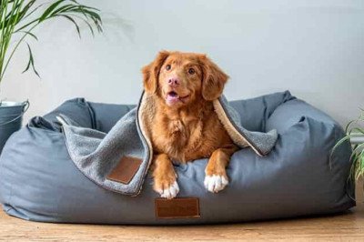 How To Choose The Best Dog Bed For Your Dog