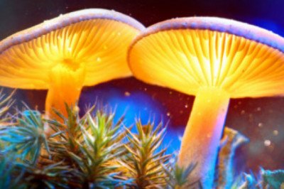 High Quality Magic Mushrooms