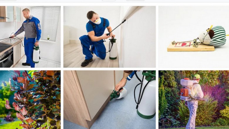 Possum Removal Adelaide