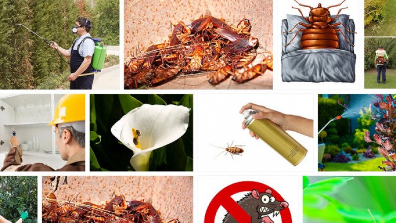 Silverfish Control Adelaide