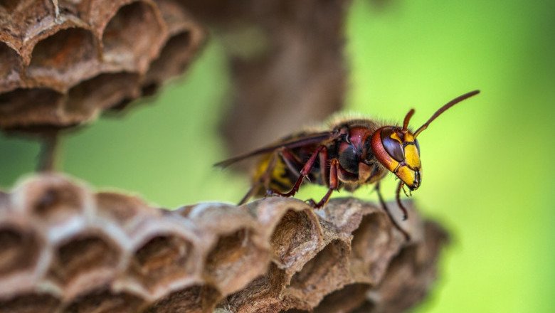 Wasp Control Canberra