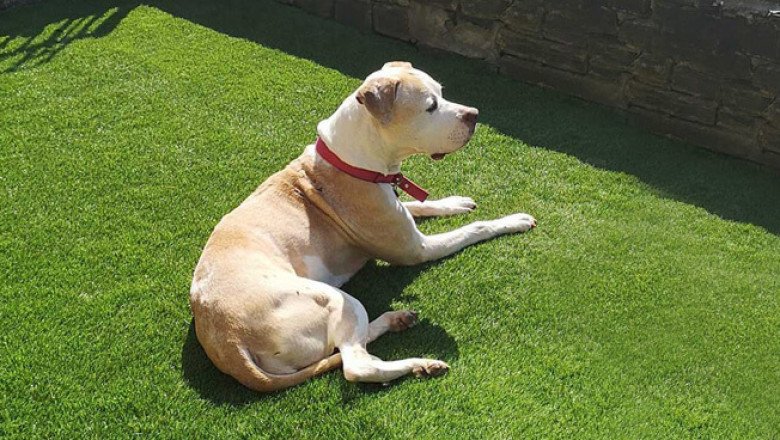 Looking to create a lush, green outdoors? Go for Artificial Grass Kent!