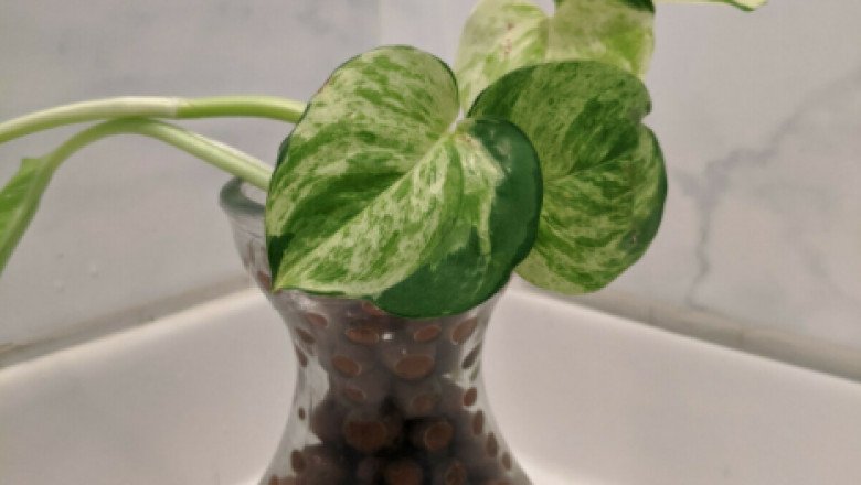 HYDROTON Leca Clay Pebbles 1/2 lb Grow Media for Hydroponic Aquaponic | eBay