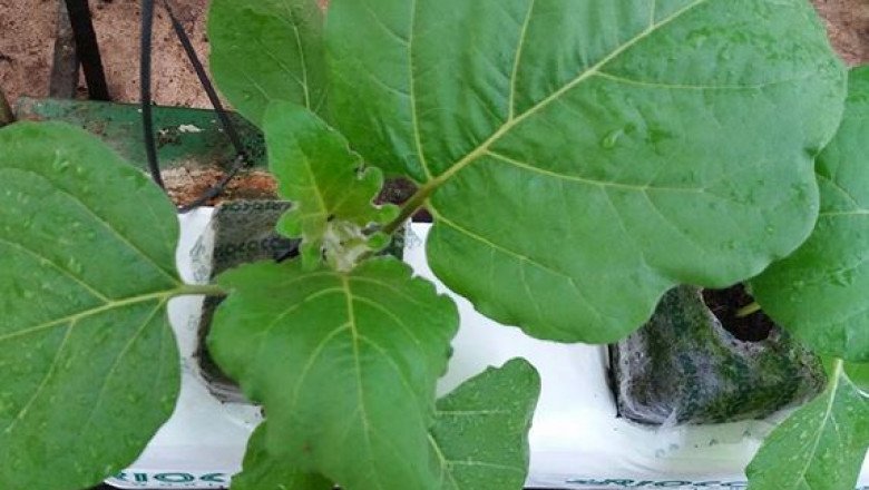 Hydroponic System at Houweling's Group