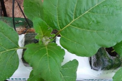 Hydroponic System at Houweling's Group