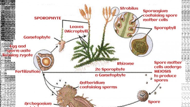 What is Pteridophytes - Javatpoint
