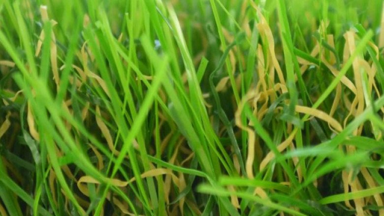 Looking for or a lush, green lawn? Buy Lawn Turf from Artificial Grass GB!