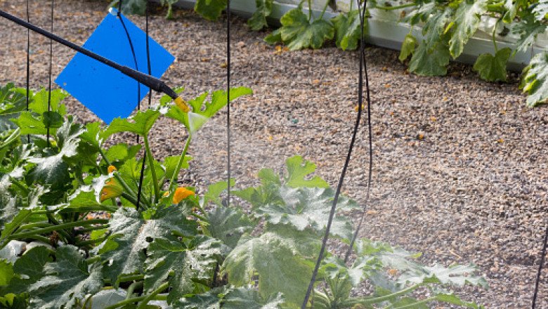 Humic-based Biostimulants Market Size, Forecast, Growth, Key Player, Regional Segmentation