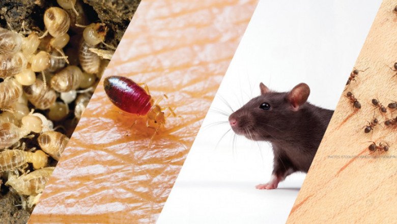 Pest Control Rosebery