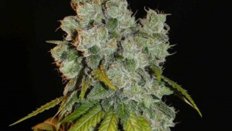 Cannapot Seedcracker - the best way to germinate old and new cannabis seeds without any problem