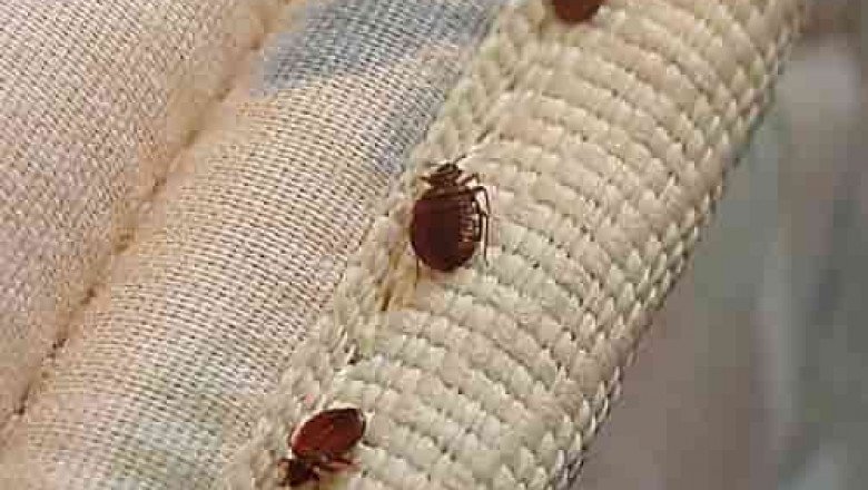 Bed Bug Control Perth