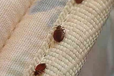 Bed Bug Control Perth
