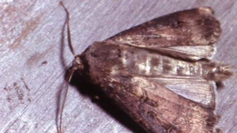 Home Moth Control Perth