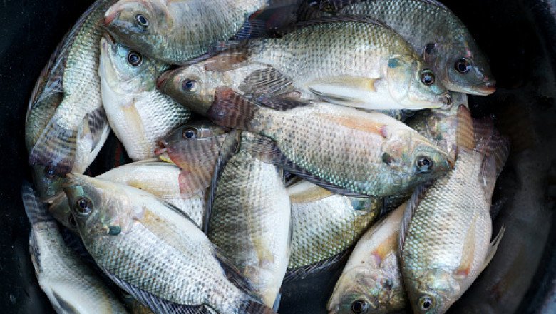 Aquaculture Market Explosive Growth, Dynamics and Forecast Period