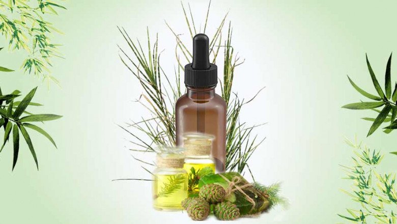An Essential Oil, Vetiver Oil Is Obtained From Vetiver Roots By Steam Distillation