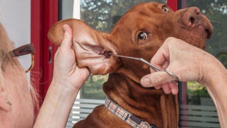 Forecasting 2022-2028: Global Veterinary Equipment and Disposables Market trends, share, size, growth, opportunities, and forecasts
