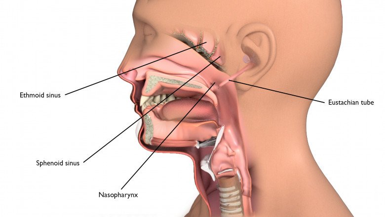 A study of the global Hypopharyngeal Cancer Treatment Market : trends, market size, growth, opportunity, as well as forecasts for 2022-2028