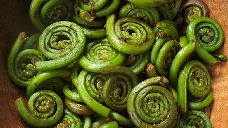 Health Benefits Of Fern Vegetables