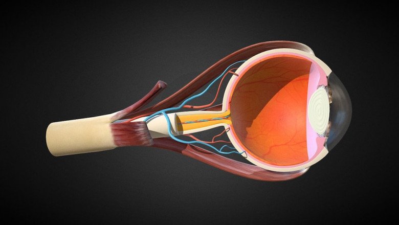 Eye Anatomical Model Market Analysis, Recent Trends and Regional Growth Forecast by 2028