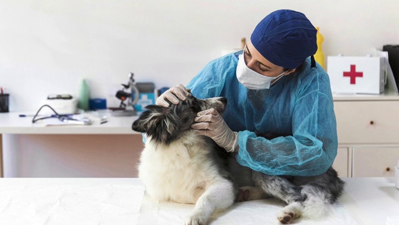 Veterinary Pain Management Market Based on Comprehensive Future Insights and Technological Advancement